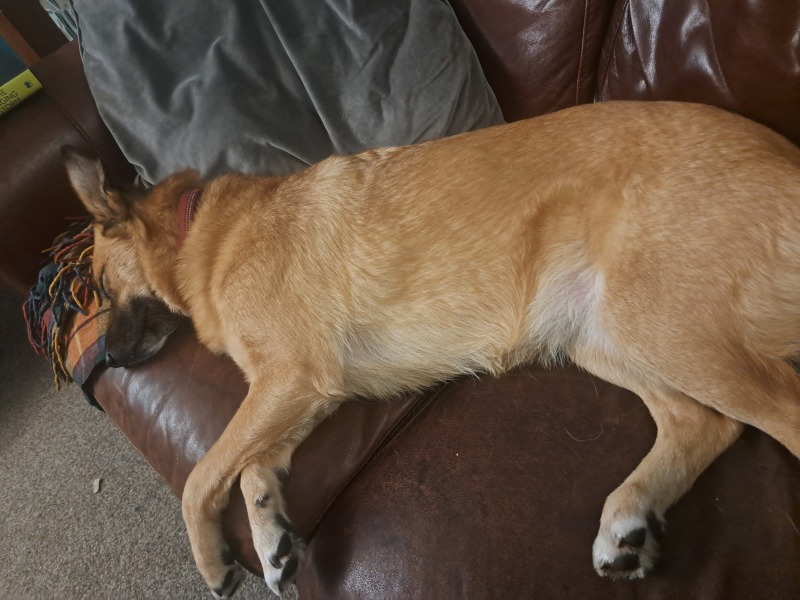 What is your dog doing right now?