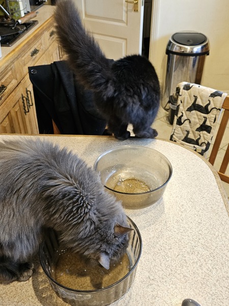 Kitten jumping up when we eat!