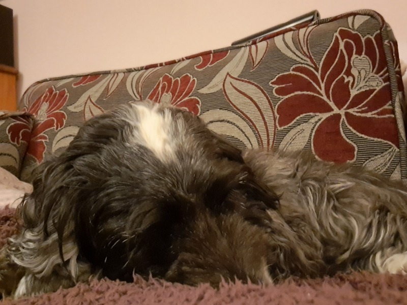 What is your dog doing right now?
