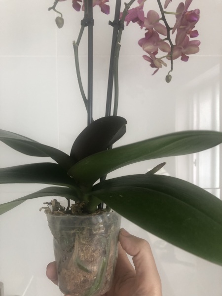 An orchid thread?