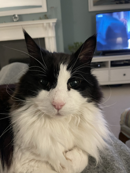 @Mrsflood is my cat part main coon