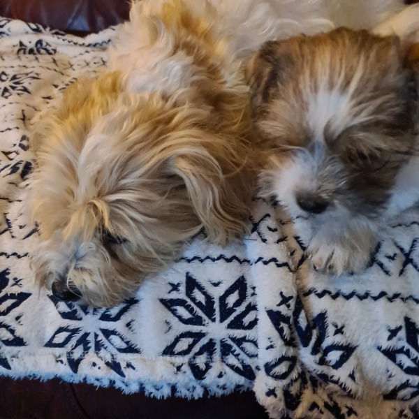 Pet photo thread