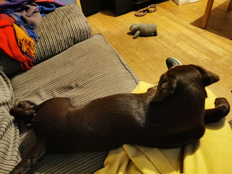 Puppy Survival Thread - for old and new pups heading into winter