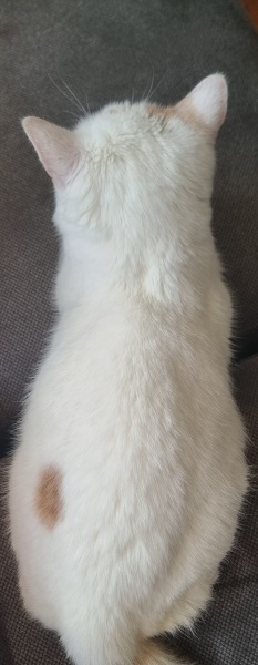 Advice needed for situation with poorly cat