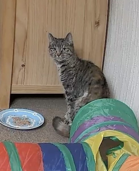 Tales and Tails and NMCs  -  the Excellent Cats March On