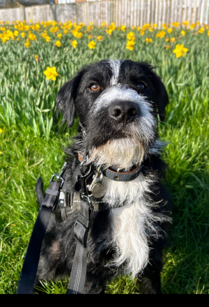 Need help identifying dog!