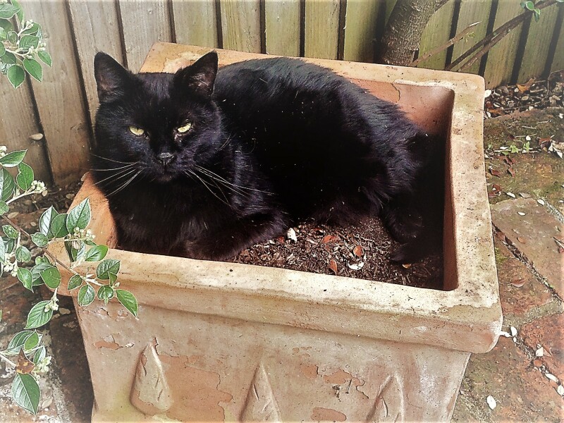 I think my cat stole someone's Sunday lunch