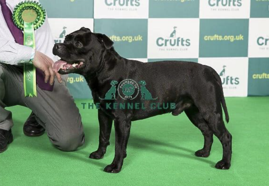 XL bully dogs and Scotland