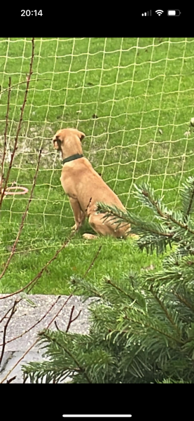 Puppy Survival Thread - for old and new pups heading into winter