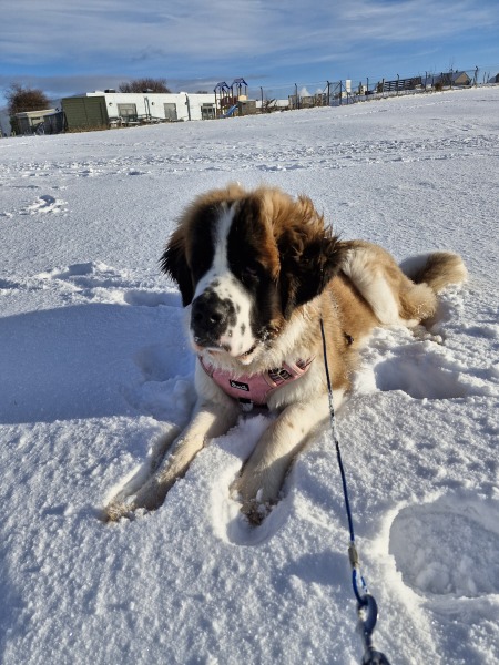 What lead for a giant breed? My pup keeps breaking them.