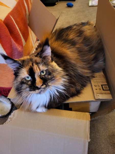 What compliments do you pay your cat?