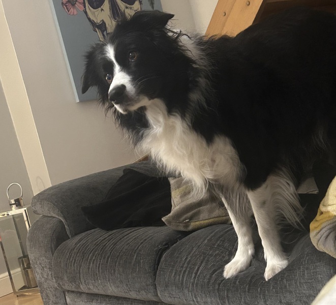 What is your dog doing right now?