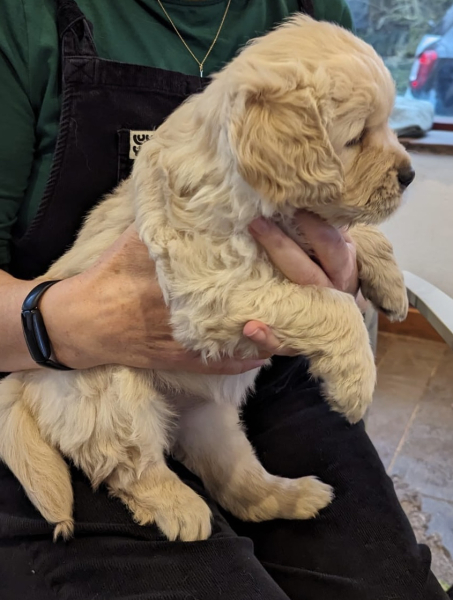 What do I need to know about getting a golden retriever?