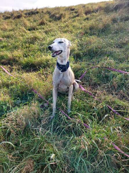 To think we're about to see an influx of XL Bully attacks after a rehoming free for all?