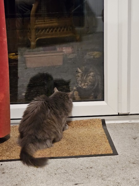 Thug cat part 5 - For he will not do destruction, if he is well-fed, neither will he spit without provocation.