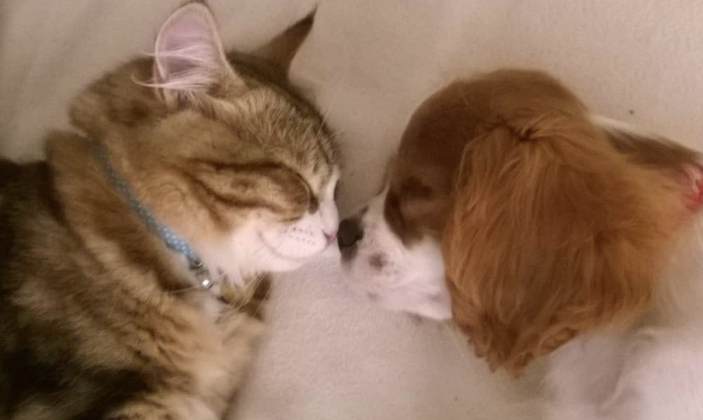 Pet photo thread