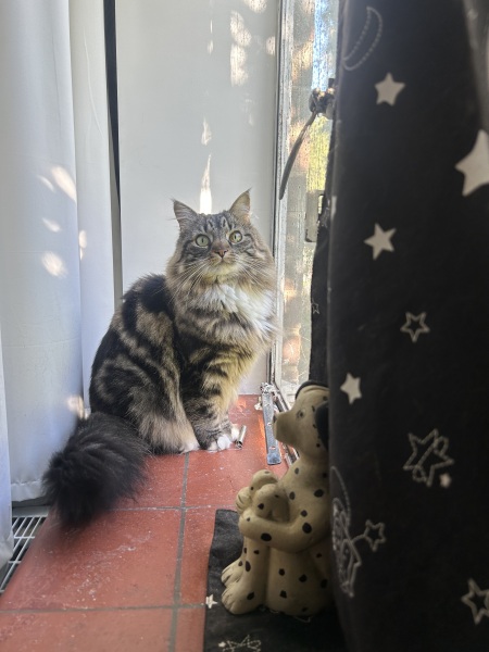 Advice on leaving a Siberian