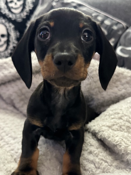 Pet photo thread