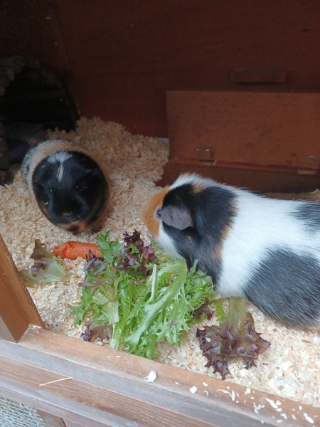 ⭐️LOSE IT! January 2024 Reset & Renew⭐️