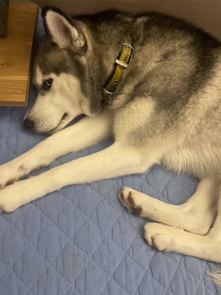 Toasties enjoying sale buys and waiting for Santa