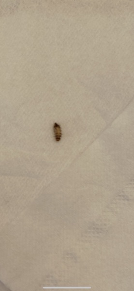 What the hell is this bug?!