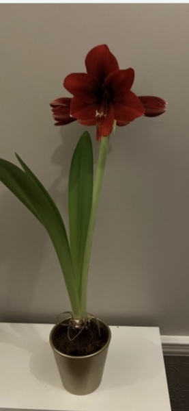 Who'd like an Amaryllis (Hippeastrum) thread?