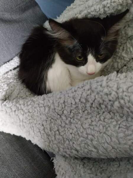 New kittens - where should they sleep?