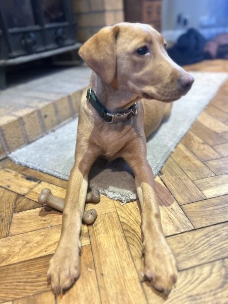 Puppy Survival Thread - for old and new pups heading into winter