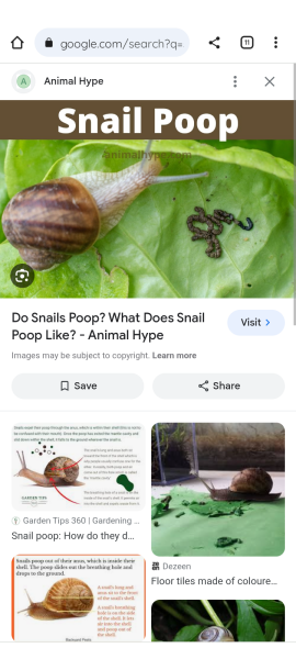 Pests or birds??