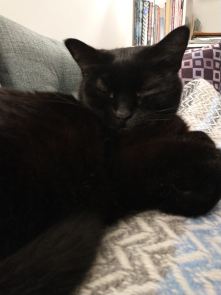 Christmas with the Excellent Cats