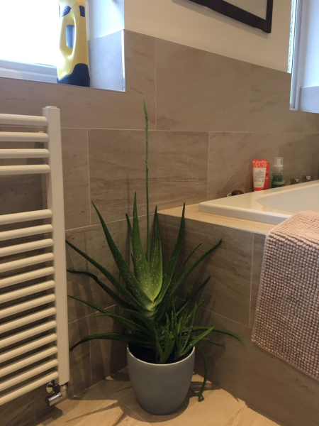 My aloe vera is flowering