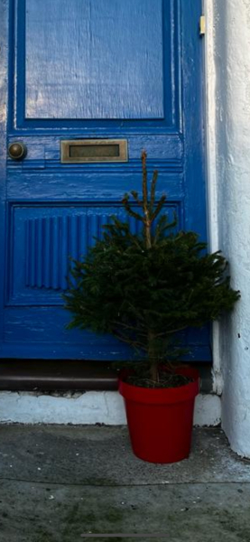 I have a Christmas tree in a pot. What to do with it?