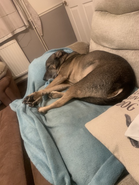 What is your dog doing right now?