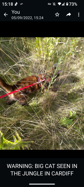 Tales and Tails and NMCs  -  the Excellent Cats March On