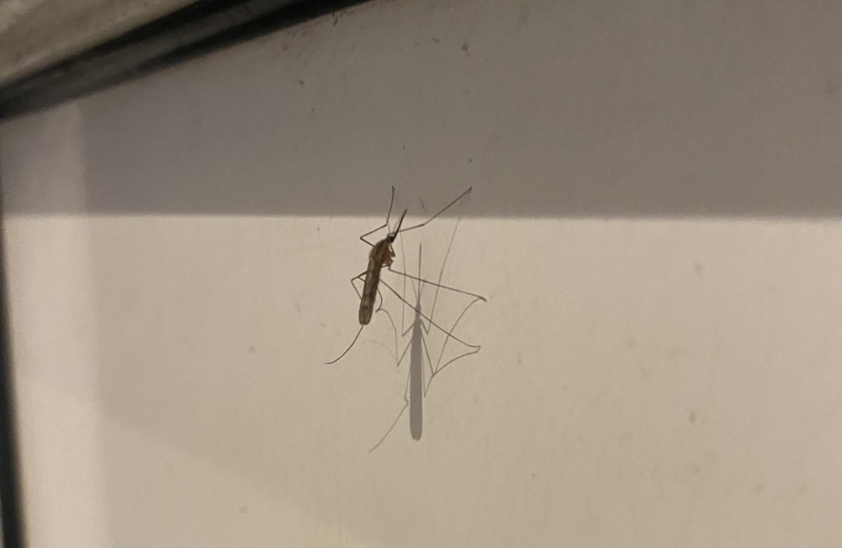 Mosquitos in Devon in January?!