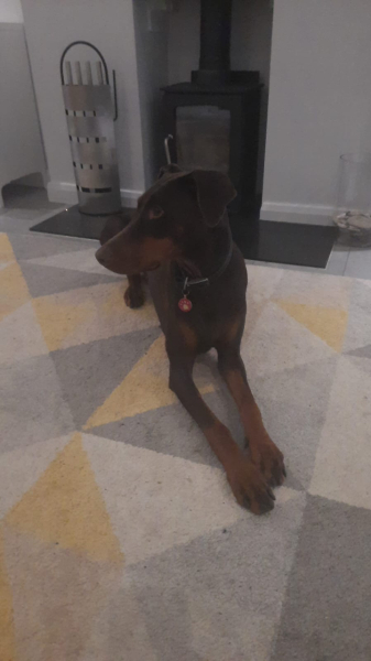 Anyone noticed the increase of Rottweilers around at the minute?