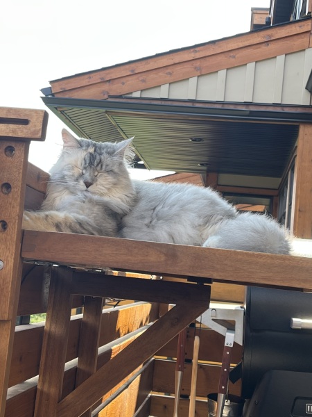 @Mrsflood is my cat part main coon
