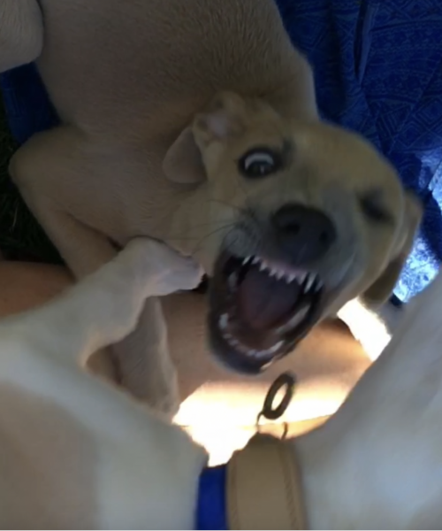 New puppy is so high energy. I'm exhausted