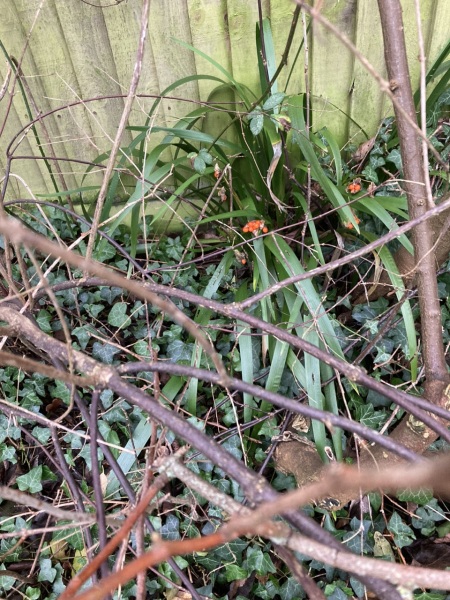 Berry identification, please