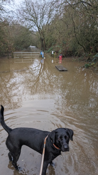 Puppy Survival Thread - for old and new pups heading into winter
