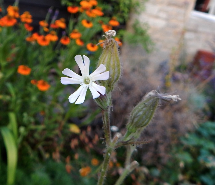 Thread 11 - TalkLair: “The candle flame gutters. Its little pool of light trembles.”