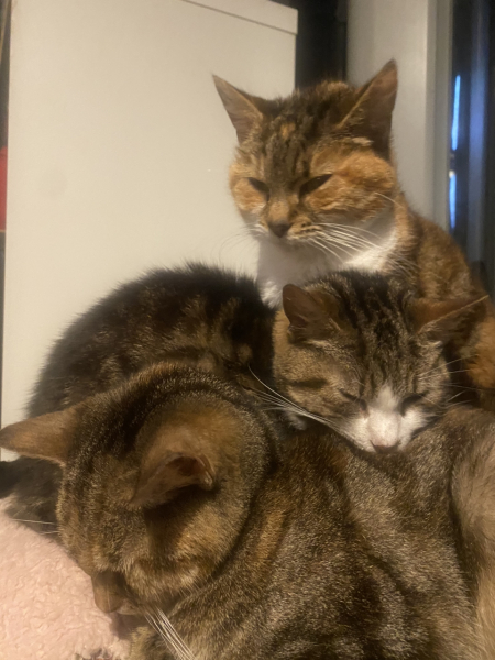Pet photo thread