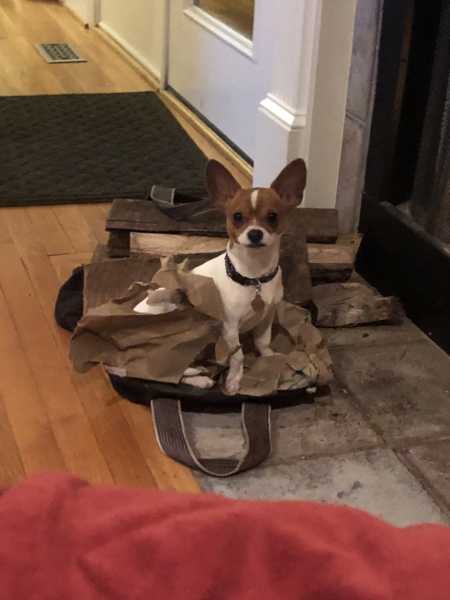 I've never had a dog in my life, but I'm looking at chihuahuas