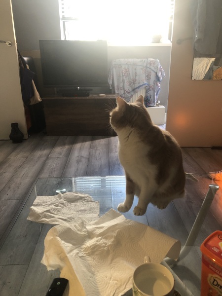 Christmas with the Excellent Cats