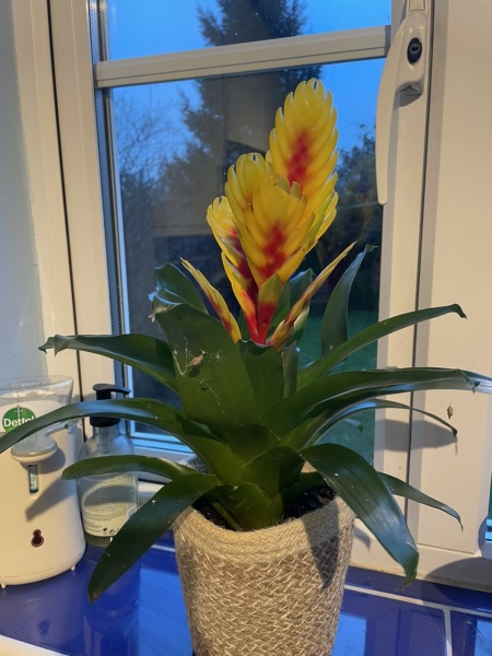 Anyone know what this plant is?
