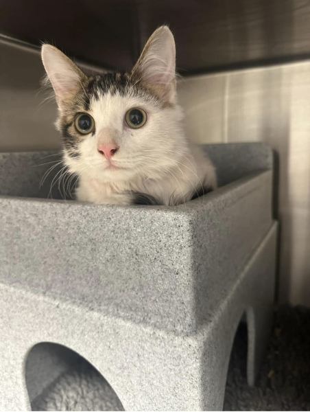 New foster kitten coming on Friday