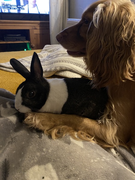 Recommend a family dog - not first time dog owner don't worry