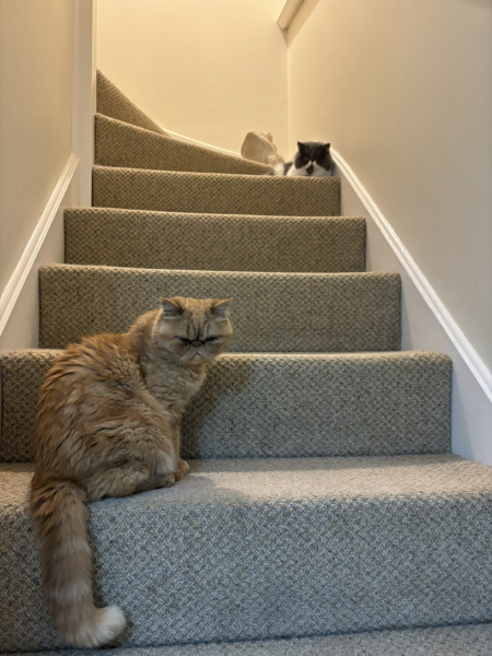 Potential new inmate at Toddler Towers.