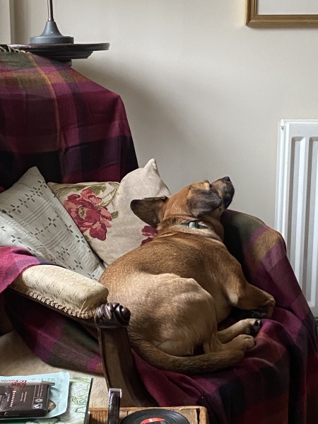 What is your dog doing right now?
