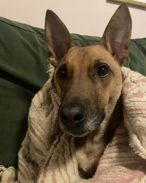 What is your dog doing right now?